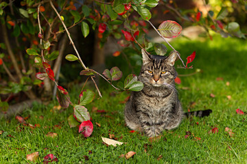 Pretty tabby cat sits in the lawn next to a tree with colorful leaves and looks on attentively. Autumn mood and sunshine in the garden