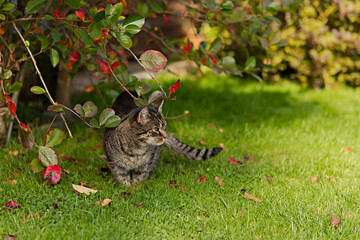 Pretty tabby cat sits in the lawn next to a tree with colorful leaves, looking attentively to the right. Autumn mood and sunshine in garden