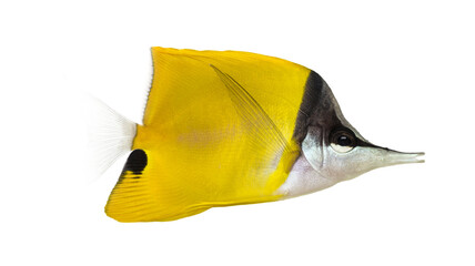 Yellow longnose butterflyfish swimming on transparent background