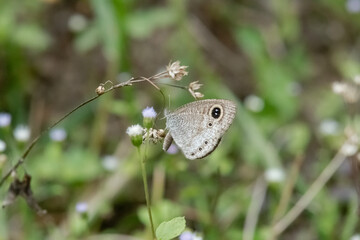 butterfly on grass- Ypthima huebneri, the common fourring butterfly 