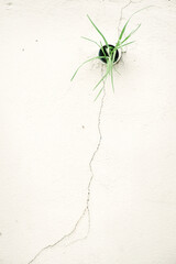 Green Plant Growing Through Crack in Concrete Wall — Symbol of Strength and Resilience