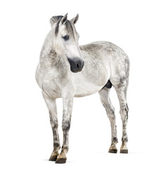 Dapple gray horse stallion standing, transparent background