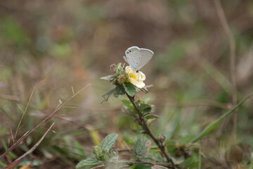 butterfly on a flower- Euchrysops cnejus, the gram blue