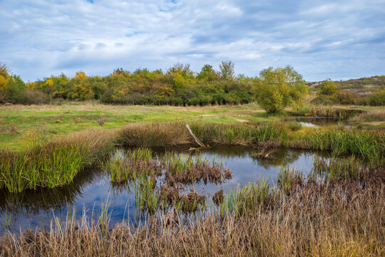 A wetland landscape in early autumn features a small pond surrounded by tall, dark green and brown marsh grass and reeds, backed by a bushy tree line with hints of yellow foliage under a cloudy blue s