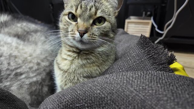 A playful malamut and a curious cat are interacting in a warm living room. The friendly pets explore their surroundings, showcasing their bond and playful nature.