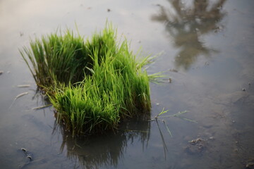 The rice field has been prepared for planting.