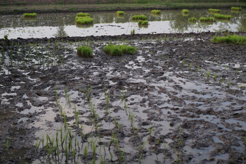 The rice field has been prepared for planting.