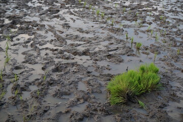 The rice field has been prepared for planting.