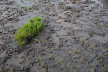 The rice field has been prepared for planting.