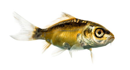 Goldfish swimming underwater, transparent background