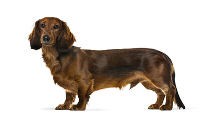Brown long haired dachshund dog standing on transparent background