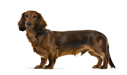 Brown long haired dachshund dog standing on transparent background