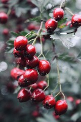 red berries on a branch
