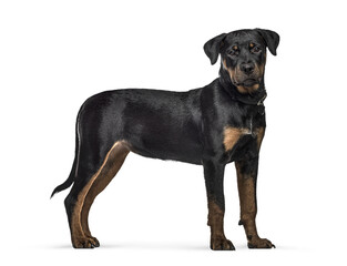 Rottweiler puppy standing looking at camera portrait