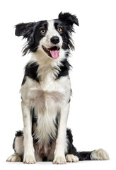 Border collie dog sitting, looking at camera, happy