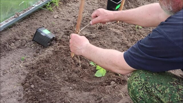 A farmer ties a watermelon sprout with rope to a stake in a greenhouse in spring - horizontal color video, close-up