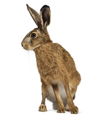 European hare looking away, background transparent