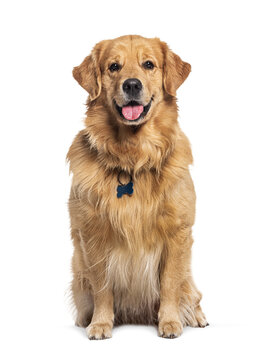 Golden retriever dog sitting with bone tag looking at camera
