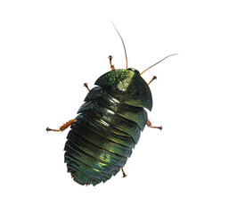 Emerald green pill cockroach insect transparent background