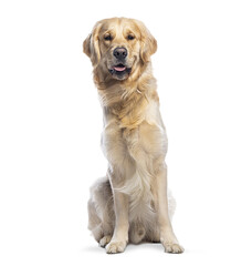 Golden retriever dog sitting, looking at camera, transparent background
