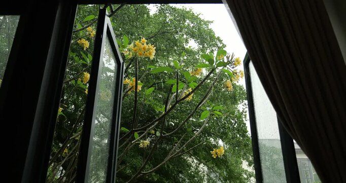 Low angle view through open window at yellow frangipani tree swaying in tropical rain. Raindrops fall and splash on leaves and flowers, while wind gusts move lush green canopy