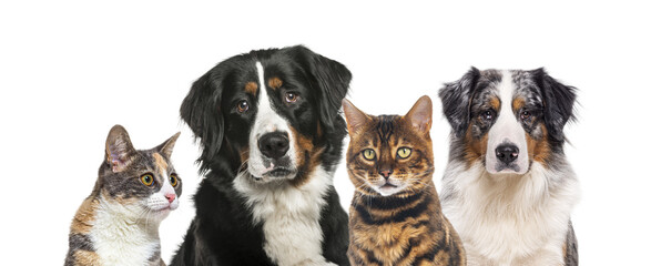 Group of pets looking at camera, transparent background