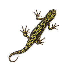 Marbled newt from above, displaying its black and yellow skin pattern