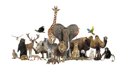 Diverse animal group standing, transparent background, global wildlife