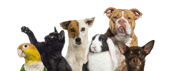 Group of various pets standing together, transparent background