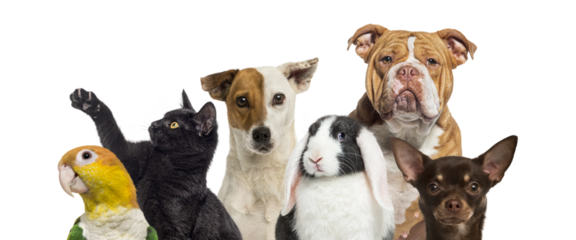 Group of various pets standing together, transparent background