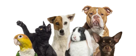 Group of various pets standing together, transparent background © Eric Isselée