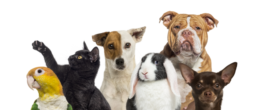 Group of various pets standing together, transparent background