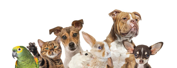 Group of pets looking at camera, transparent background
