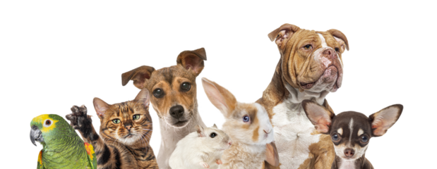 Group of pets looking at camera, transparent background