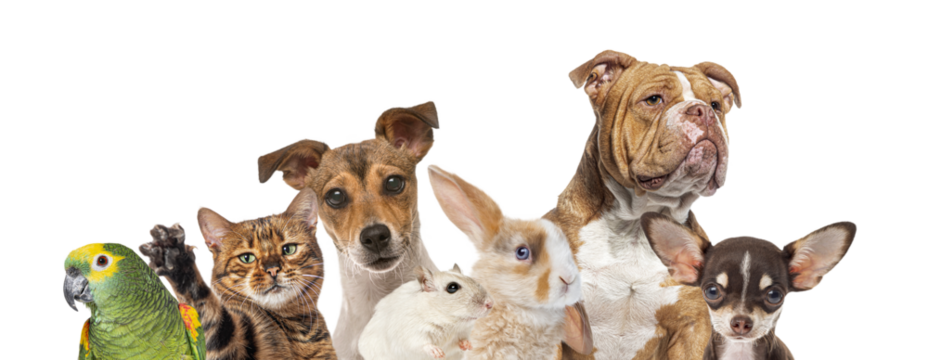 Group of pets looking at camera, transparent background