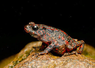 Bleeding Toad (Leptophryne cruentata), also known as the fire toad or Indonesian tree toad. 