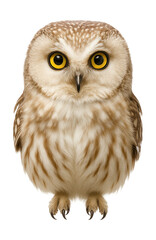 Obraz premium Small owl with bright yellow eyes and a light-colored face.