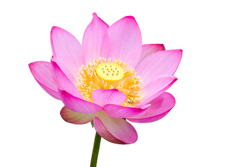 The beautiful lotus flower with the background removed to make it stand out.