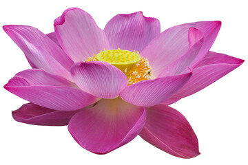 The beautiful lotus flower with the background removed to make it stand out.