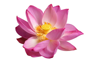 The beautiful lotus flower with the background removed to make it stand out.