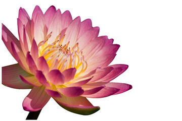 The beautiful lotus flower with the background removed to make it stand out.