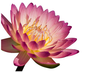 The beautiful lotus flower with the background removed to make it stand out.