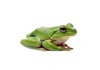 Fototapeta premium Frog with transparent PNG background