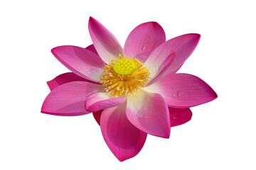 The beautiful lotus flower with the background removed to make it stand out.