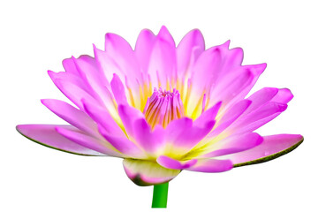 The beautiful lotus flower with the background removed to make it stand out.