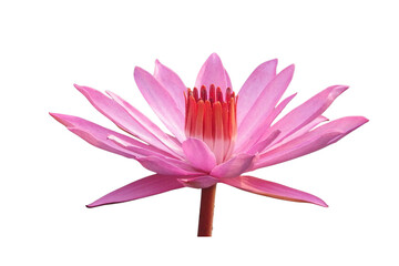 The beautiful lotus flower with the background removed to make it stand out.