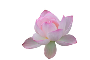 The beautiful lotus flower with the background removed to make it stand out.
