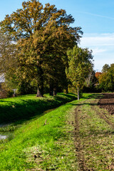Fototapeta premium autumn in the park