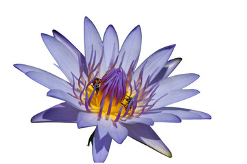 The beautiful lotus flower with the background removed to make it stand out.