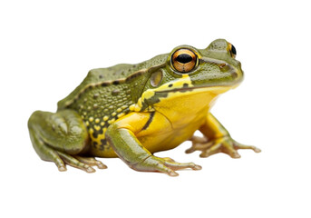 Fototapeta premium Frog with transparent PNG background